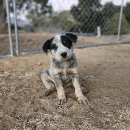 Dylan - Blue speckled male Australian Cattle Dog puppy in Cherry Valley, California from DCR Working ACDs & Kelpies