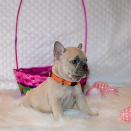French Bulldog Puppies from San Antonio Frenchies