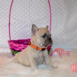 French Bulldog Puppies from San Antonio Frenchies