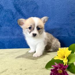 Precious - White and red female Pembroke Welsh Corgi puppy in Saint Ignatius, Montana from Rustic Barn Kennels