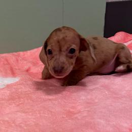 Venus - Dapple female Dachshund puppy in Irving, Texas from DFW Dachshunds by G & S