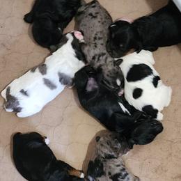 Cockapoo puppies from Robbin's Treasures