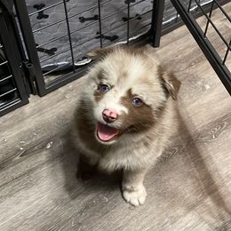 Pomsky Puppies from Pomskies 4 Dayz