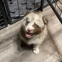 Pomsky Puppies from Pomskies 4 Dayz