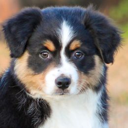 Doc - Miniature American Shepherd puppy from Coastal’s Miniature American Shepherds