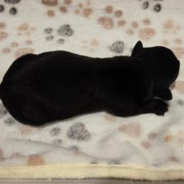 Male2 - Black male Scottish Terrier puppy in Conroe, Texas from Scotch McLaren Terriers
