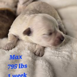Max - Cream male Havanese puppy in Trinity, Alabama from Tooties Cuties Havanese
