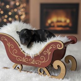 Red collar - Blue merle male Aussiedoodle puppy in Fairmount, Georgia from Muscadine Meadows Farm