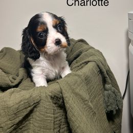 Charlotte - Tri-color female Cavalier King Charles Spaniel puppy in Port Barre, Louisiana from Bayou Cavaliers