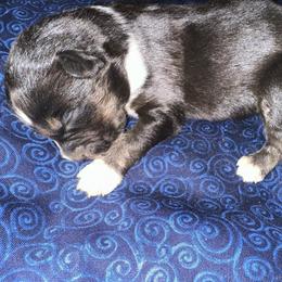 Black Dahlia - Black tri-color female Australian Shepherd puppy in Albertville, Alabama from Salt Creek Aussies