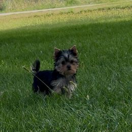 Poppy girl 2 - Blue and gold female Yorkshire Terrier puppy in New Hampton, Iowa from JMAK Dreams