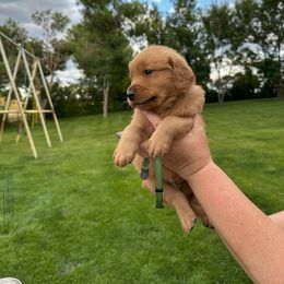 Boy 5 - male Golden Retriever puppy in Gillette, Wyoming from WyoGold Retrievers