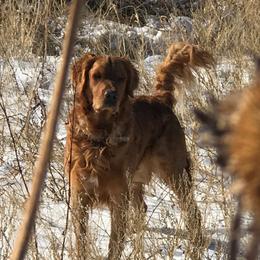 Hunter - Golden Retriever