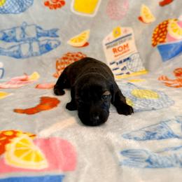 Solara - Brindle female Dachshund puppy in Nampa, Idaho from 208 Wiener Wiggle Butts LLC