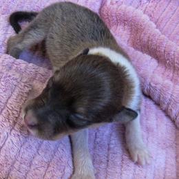 Dixie - Sable and white female Collie puppy in Morocco, Indiana from Collegiate Bassets and Rheign Collies