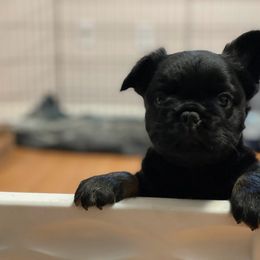 French Bulldog Puppies from Just Us Frenchies