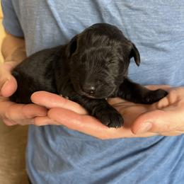Waves - Phantom male Bernedoodle puppy in Clarinda, Iowa from Root and Branch Bernedoodles