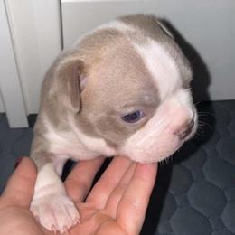 LUCKY - Lilac female Boston Terrier puppy in Anderson, South Carolina from Lola’s House of Bostons & Rescue
