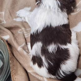 Shih Tzu Puppies from Kuddly Creatures