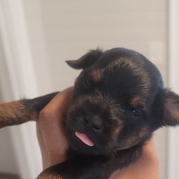 Boy 3 - male Yorkipoo puppy in Omega, Georgia from Aqua Pups