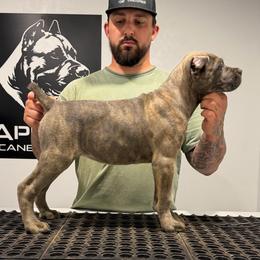 Female 1 - Gray brindle female Cane Corso puppy in Cashion, Oklahoma from APEXOK Cane Corsos LLC