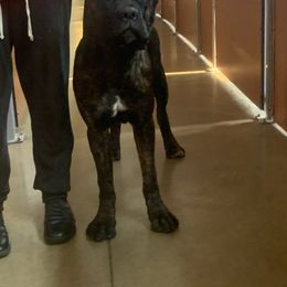 Cane Corso from Giant’s Grounds