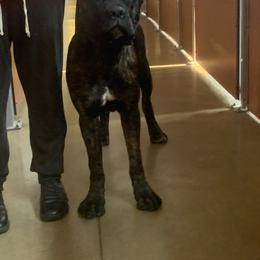 Cane Corso from Giant’s Grounds