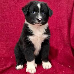 Snow White - Black & white female Australian Shepherd puppy in Collinston, Utah from Corbridge Aussies