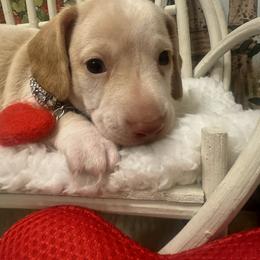 Found a new home - Cream male Dachshund puppy in Polo, Missouri from Blue Tails Farm