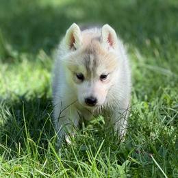 Poseidon - Gray and white male Siberian Husky puppy in Amery, Wisconsin from Sovereign Siberians