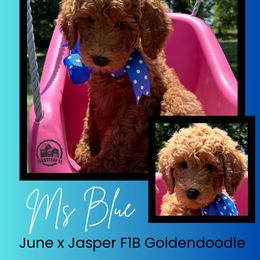Ms. Blue - Red  female Goldendoodle puppy in Blue Springs, Missouri from Farmstead 51