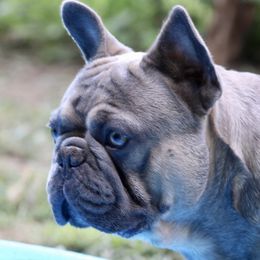 Max - French Bulldog