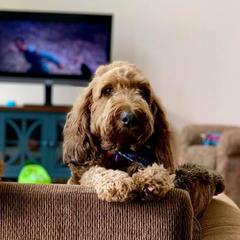 Irish Doodles from FitzPatricks Doodles