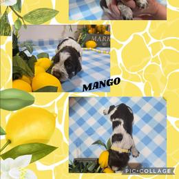 Girl 2 Mango - Liver white and tan female English Springer Spaniel puppy in Saginaw, Michigan from Kemerer Springers