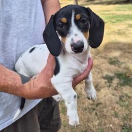 Freckles - Piebald female Dachshund puppy in Salem, Oregon from Wonder Weenies