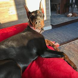 Doberman Pinscher and Dogue de Bordeaux All Grown Up from River Blu Bordeaux's