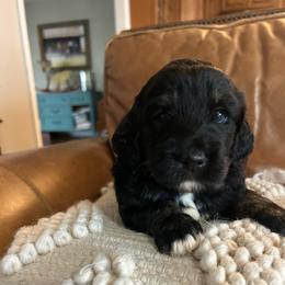 Maggie - Tri-color female Bernedoodle puppy in Arabi, Georgia from Huckadoodle Farm