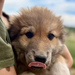 Ulysses- grey - Tan male Colorado Mountain Dog puppy in Cotopaxi, Colorado from Once Upon A Moose (OUM)
