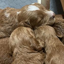Goldendoodles from Goldendoodles of Maryland