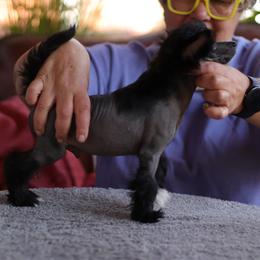DaoDog Sirius The Star - Black male Chinese Crested puppy in Highland Park, Michigan from Family Kennel Dao Dog