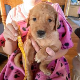 Yellow - Dark golden female Golden Retriever puppy in Lanesboro, Minnesota from Eagle Ridge Golden Retrievers