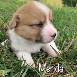 Pembroke Welsh Corgi Puppies from Cahas Corgis