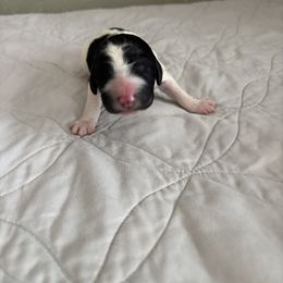 Poodle Puppies from Genesis Kinnibrugh