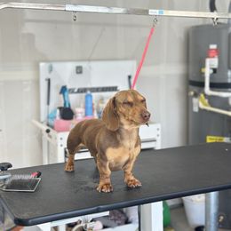 Ace - Dachshund