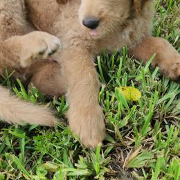 Goldendoodle Puppies from Costa's Curly Canines