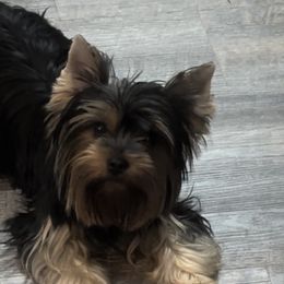 Rayah - Yorkshire Terrier