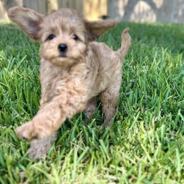 Boxer and Cavapoo Puppies from Acadian Kennels