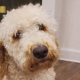Double Doodles, Goldendoodles, and Labradoodles from Godley Doodles Of Texas