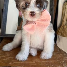 Peach - Chocolate merle female Bernedoodle puppy in Curtice, Ohio from The Pink Doghouse