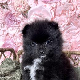Pomeranian Puppies from Nel’s Pomeranians